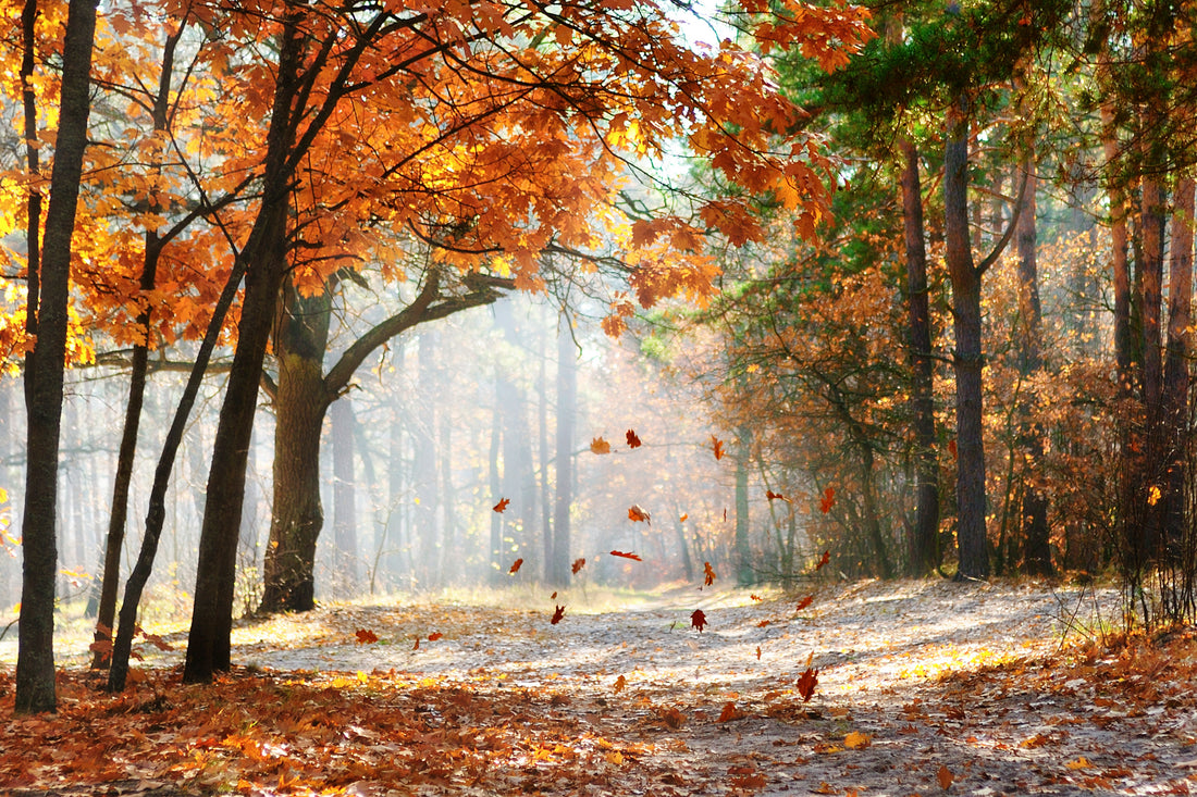 Falling Leaves and Falling Down